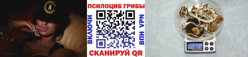 где купить наркоту  Алексин  Псилоцибиновые грибы Psilocybe 